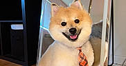 Ghost is registered to the contest to win money with this photo: animal, bookshelf, companion, cute, dog, domestic, fluffy, furniture, happy, indoor, lamp, mirror, pet, pomeranian, reflection, sitting, smiling, tie, well_groomed, wooden_floor
