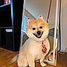 animal, bookshelf, companion, cute, dog, domestic, fluffy, furniture, happy, indoor, lamp, mirror, pet, pomeranian, reflection, sitting, smiling, tie, well_groomed, wooden_floor