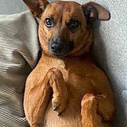 Splendide participe au concours pour gagner de l'argent avec cette photo : dog, brown_dog, pet, canine, relaxed, couch, furniture, indoors, closeup, portrait, fur, paw, ears, cute, animal, companion, domestic_animal, laying_down, resting, cozy