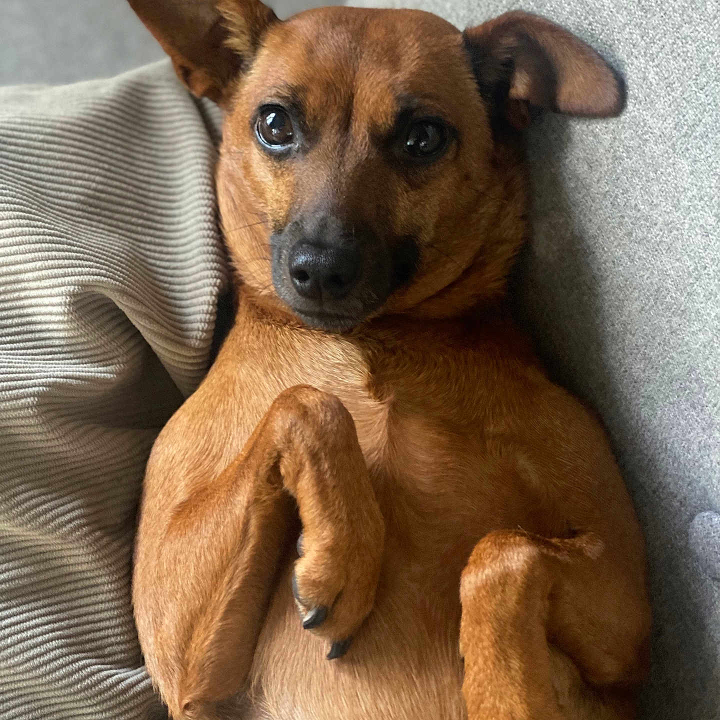 Splendide participe au concours pour gagner de l'argent avec cette photo : dog, brown_dog, pet, canine, relaxed, couch, furniture, indoors, closeup, portrait, fur, paw, ears, cute, animal, companion, domestic_animal, laying_down, resting, cozy
