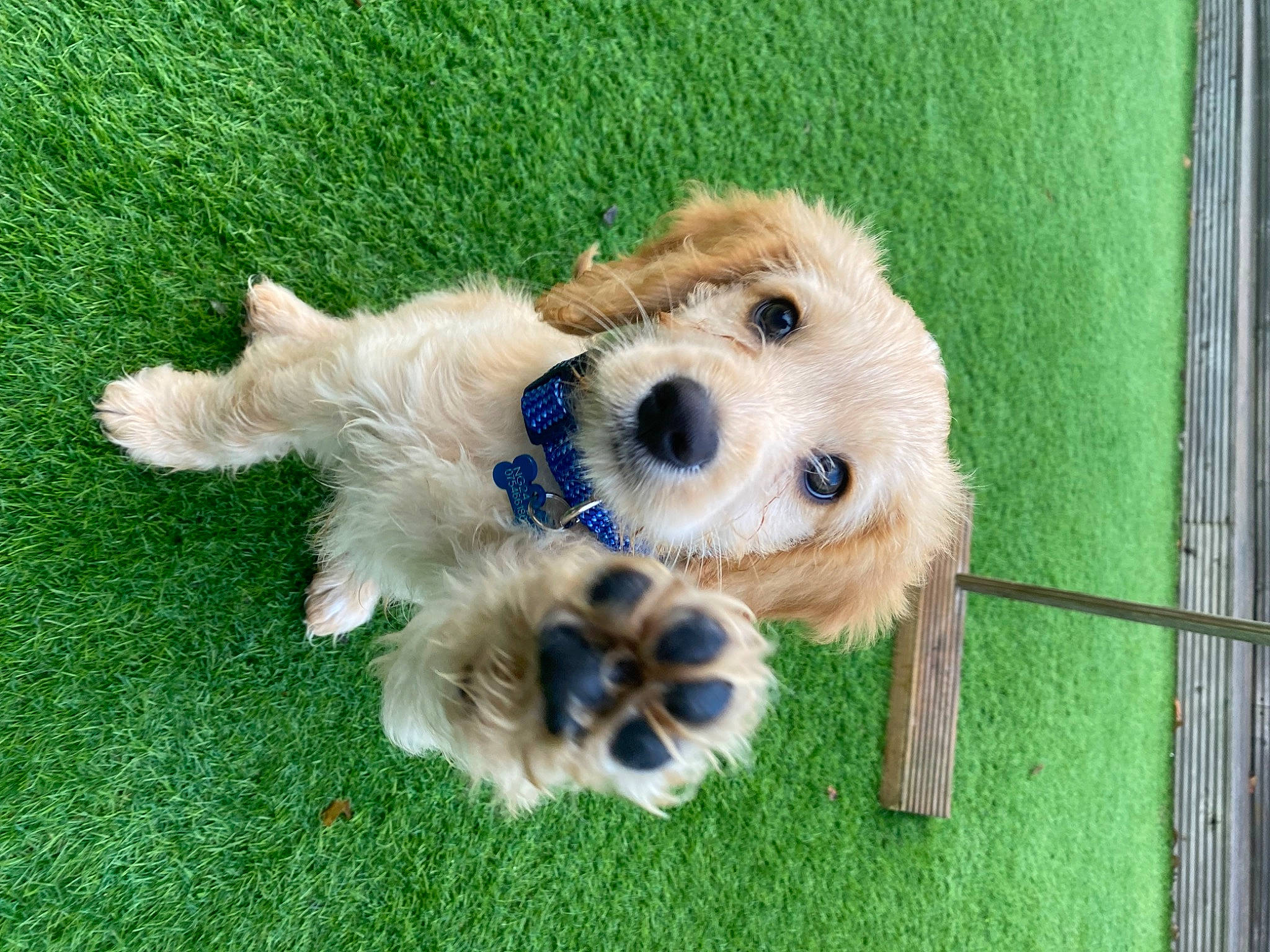 Kiko joined the competition — help win amazing prizes! canidae, carnivore, companion_dog, dog, dog_breed, dog_supply, fawn, fur, grass, non_sporting_group, paw, pet_supply, puppy, snout, sporting_group, stuffed_toy, terrestrial_animal, toy, working_animal