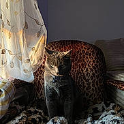 Sukiii is registered to the contest to win money with this photo: cat, gray_cat, leopard_print, chair, blanket, curtain, sunlight, shadow, indoor, cozy, pet, feline, embroidery, pattern, warm_light, animal, domestic_cat, sitting, relaxed, window_light