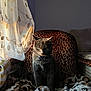 cat, gray_cat, leopard_print, chair, blanket, curtain, sunlight, shadow, indoor, cozy, pet, feline, embroidery, pattern, warm_light, animal, domestic_cat, sitting, relaxed, window_light