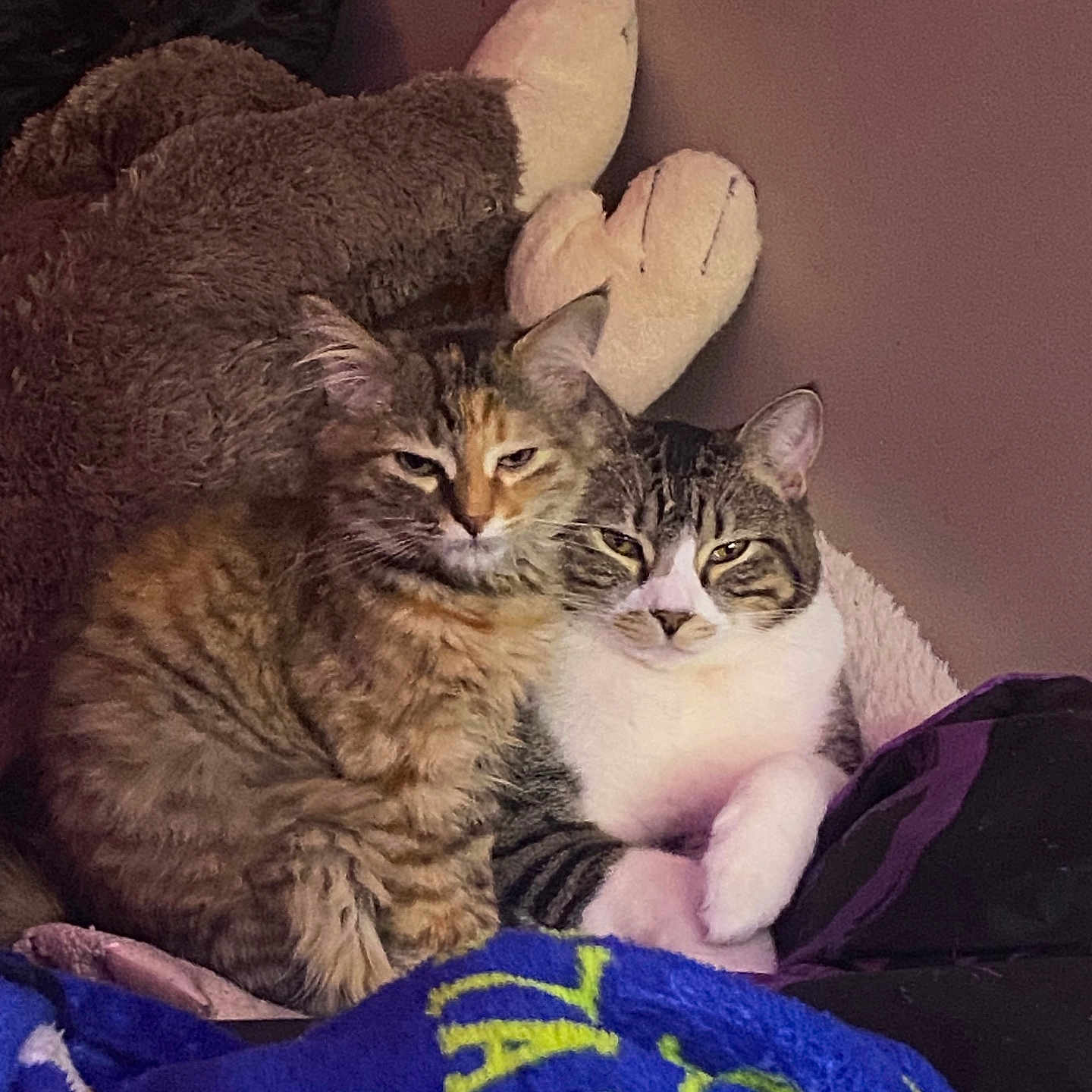 Mubbles And Margo joined the competition — help win amazing prizes! animal, blanket, cat, chair, couch, cushion, face, furniture, head, homedecor, indoors, kitten, livestock, manx, person, pet, photography, portrait, sheep, sleeping