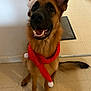 dog, german_shepherd, santa_hat, scarf, pet, indoor, floor, tile, smiling, holiday, christmas, festive, animal, canine, ears, tail, fur, cute, domestic, companion