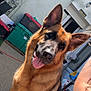 dog, german_shepherd, outdoor, pet, tongue_out, sunlight, animal, friendly, backyard, storage_bins, fence, person_partial, tattoo, concrete, door, window, plant, metal_chair, plastic_container, happy