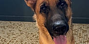Urka participe au concours pour gagner de l'argent avec cette photo : alert, animal, black_muzzle, brown_fur, canine, companion, cute, dog, domestic_animal, ears_up, floor, friendly, german_shepherd, indoor, looking_at_camera, pet, portrait, standing, tile_floor, tongue_out