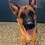 Urka participe au concours pour gagner de l'argent avec cette photo : dog, german_shepherd, pet, animal, canine, tongue_out, ears_up, floor, tile_floor, indoor, looking_at_camera, brown_fur, black_muzzle, standing, friendly, alert, companion, domestic_animal, portrait, cute