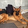 Urka participe au concours pour gagner de l'argent avec cette photo : dog, german_shepherd, indoor, wooden_floor, pet, animal, canine, resting, brown, black, ears, tail, household, rug, basket, backpack, blanket, wall, flooring, relaxed