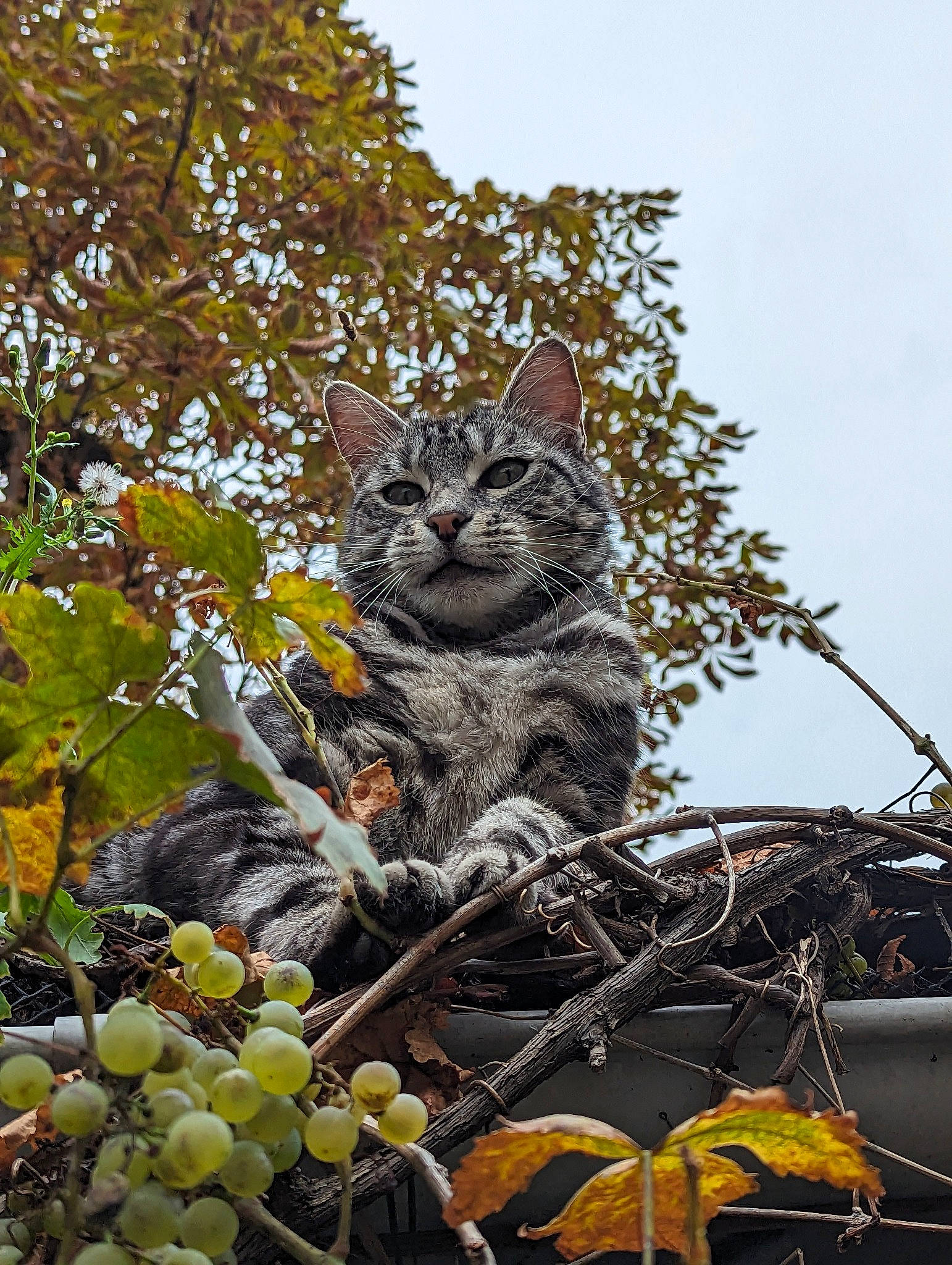 Lascar participe au concours pour gagner de l'argent avec cette photo : art, botany, branch, carnivore, cat, domestic_short_haired_cat, felidae, grass, leaf, plant, sculpture, sky, small_to_medium_sized_cats, spring, tail, tree, twig, whiskers, wood, woody_plant