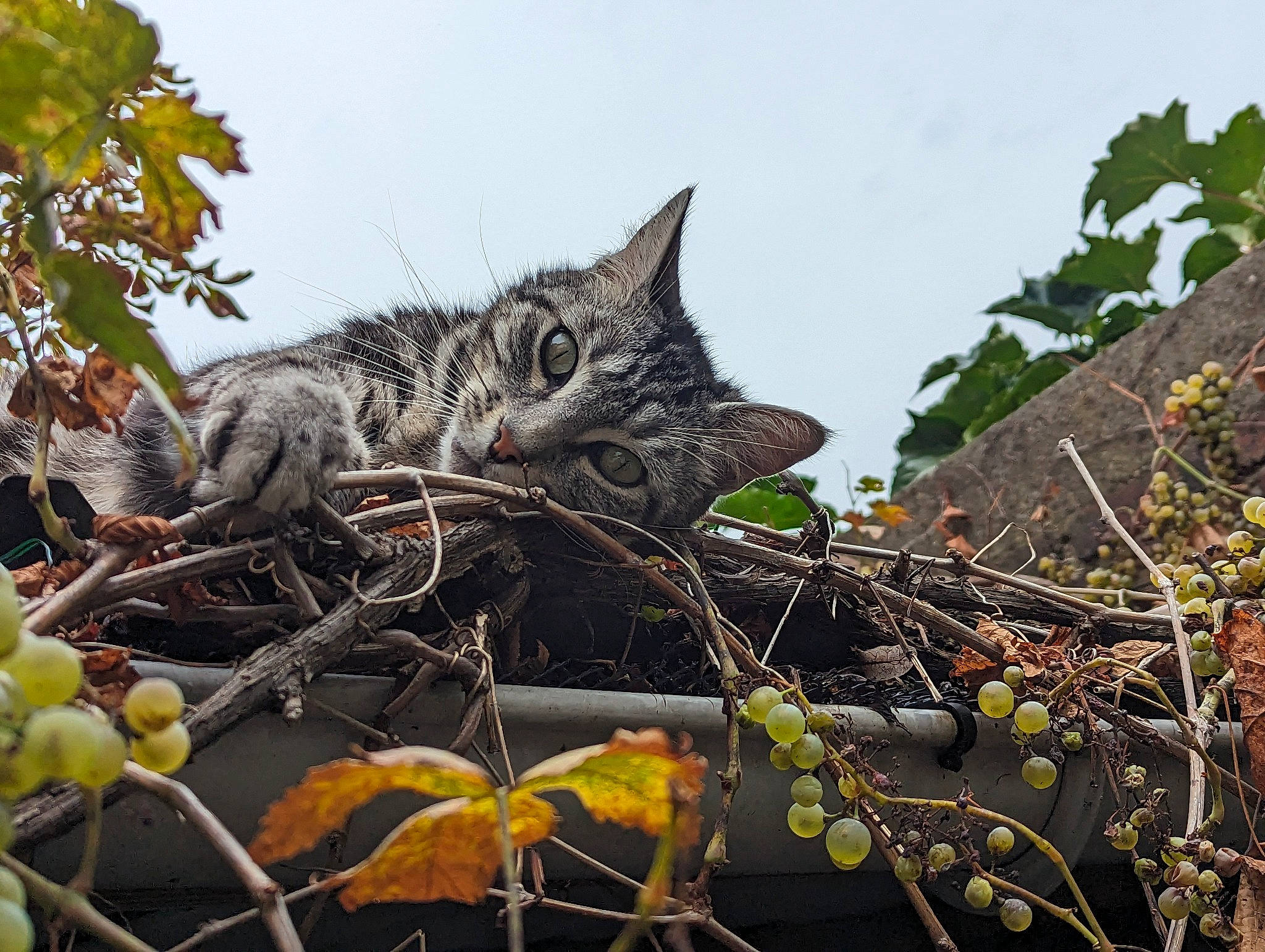 Lascar a rejoint le concours — aidez-le/la à gagner de superbes lots ! carnivore, cat, domestic_short_haired_cat, felidae, fur, grass, plant, plant_stem, sky, small_to_medium_sized_cats, tail, terrestrial_animal, terrestrial_plant, tree, twig, whiskers, wildlife, wood