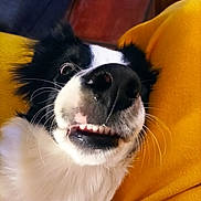 Aïko participe au concours pour gagner de l'argent avec cette photo : dog, close_up, black_and_white, nose, teeth, whiskers, yellow_blanket, indoor, pet, animal, funny_face, cute, fur, snout, relaxed, lying_down, portrait, canine, expression, cozy
