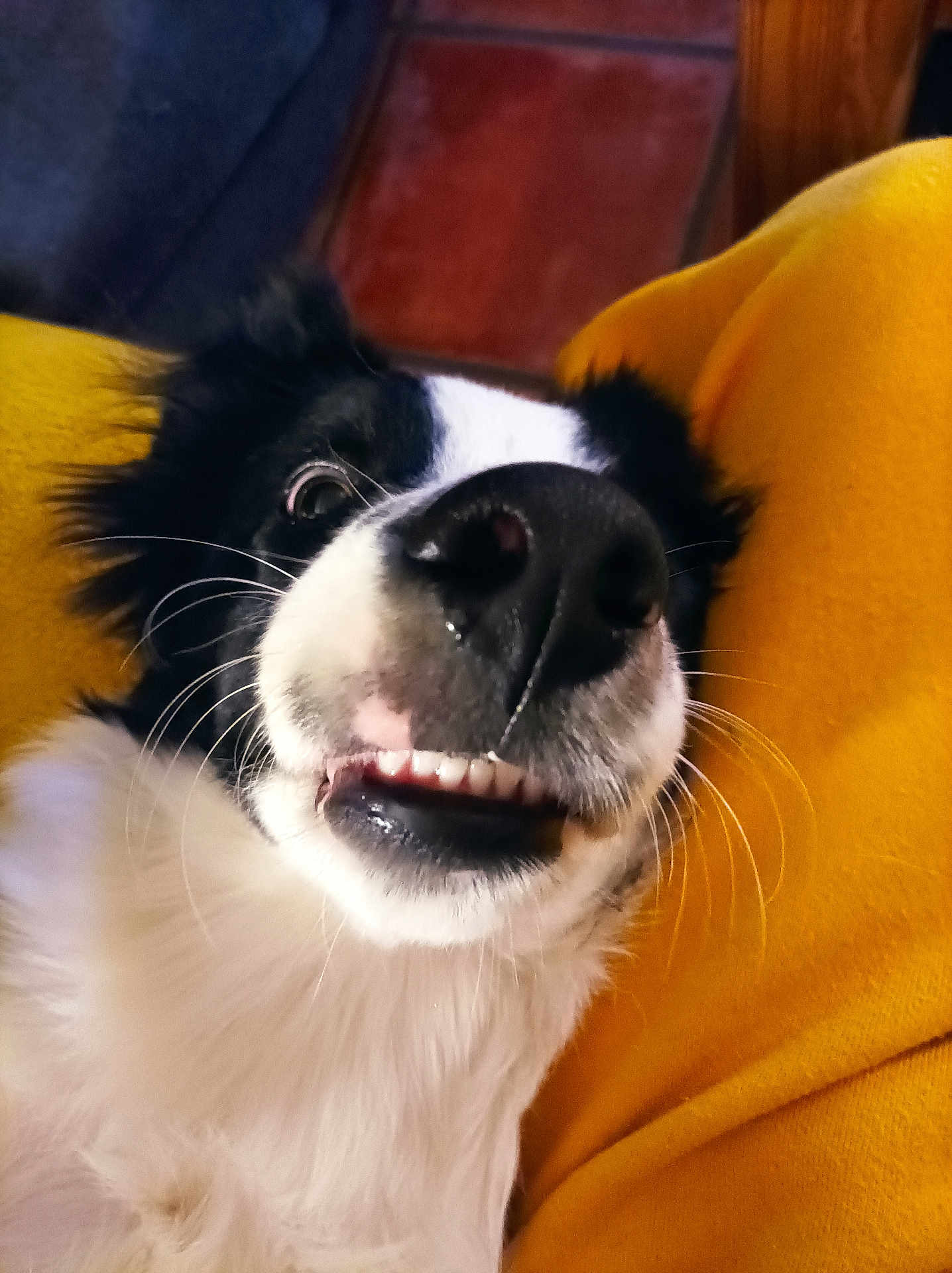 Aïko participe au concours pour gagner de l'argent avec cette photo : dog, close_up, black_and_white, nose, teeth, whiskers, yellow_blanket, indoor, pet, animal, funny_face, cute, fur, snout, relaxed, lying_down, portrait, canine, expression, cozy