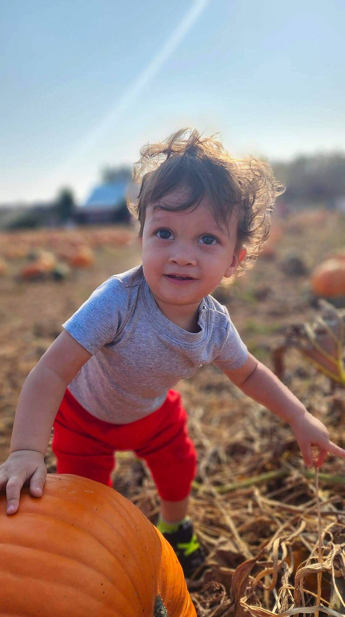 Kyrie is registered to the contest to win money with this photo: arm, calabaza, child, face, facial_expression, flash_photography, fun, grass, happy, landscape, leisure, people_in_nature, person, pumpkin, shorts, sky, summer, t_shirt, toddler, vegetable