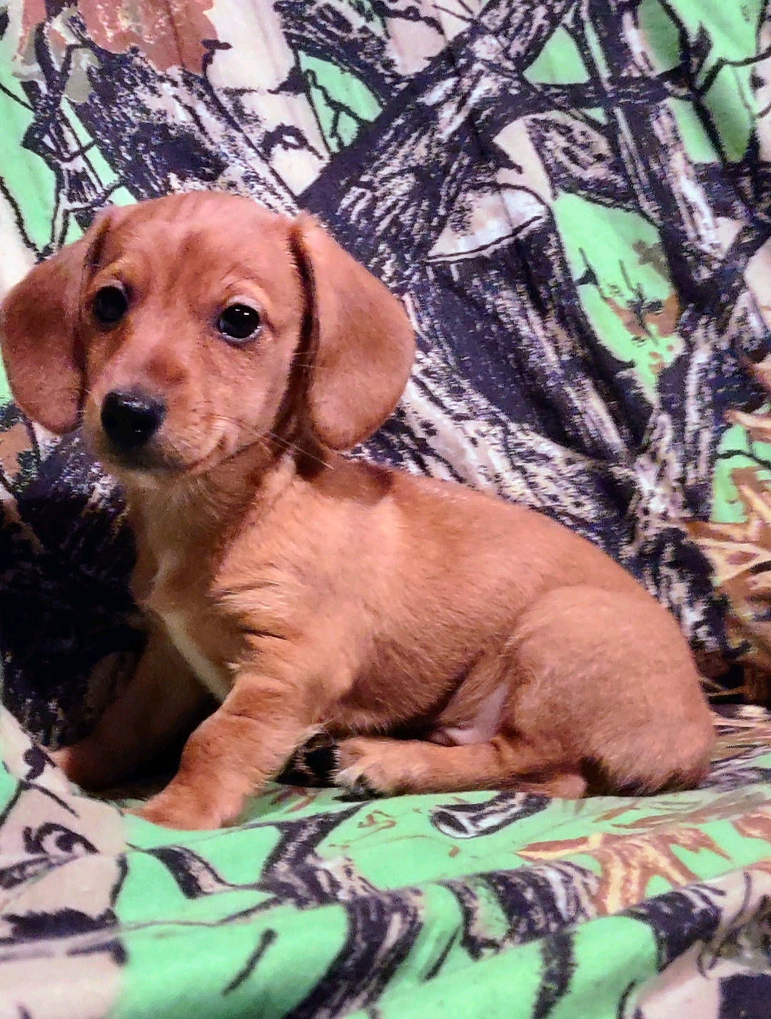 Poppy Grace is registered to the contest to win money with this photo: canidae, carnivore, companion_dog, dog, dog_breed, dog_supply, fawn, fur, gun_dog, hound, hunting_dog, liver, snout, sporting_group, terrestrial_animal, wood, working_animal