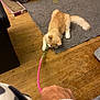 Ginger is registered to the contest to win money with this photo: cat, orange_cat, white_paws, toy, pink_wand, person_hand, bracelet, wooden_floor, gray_rug, indoor, pet, playing, feline, scratching_post, floor, animal, domestic, home, kitten, tug_of_war