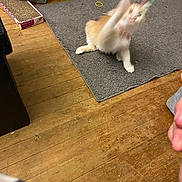 Ginger is registered to the contest to win money with this photo: cat, blur, motion, toy, playful, indoor, rug, wooden_floor, pet, animal, feline, scratch_pad, flooring, home, brown, white, orange, fun, movement, energy