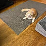 cat, orange_cat, white_cat, pet, indoor, gray_rug, wood_floor, collar, bell, curious, feline, resting, animal, flooring, home_interior, cozy, pet_bed, domestic_cat, looking, relaxed