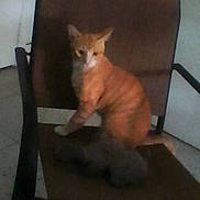 Misurucat.r joined the competition — help win amazing prizes! animal, blurry, brown, cat, chair, ears, floor, fur, home, indoor, kitten, orange, orange_cat, pet, photograph, portrait, room, sitting, tail, wooden_chair