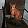 Misurucat.r
