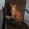 animal, blurry, brown, cat, chair, ears, floor, fur, home, indoor, kitten, orange, orange_cat, pet, photograph, portrait, room, sitting, tail, wooden_chair