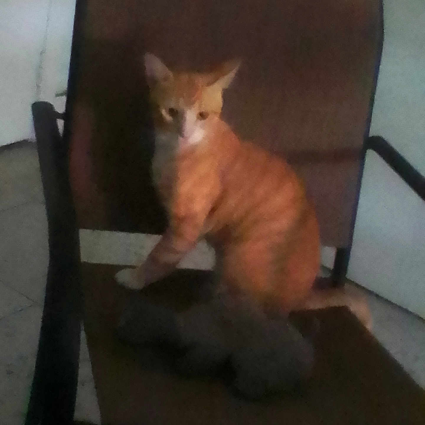 Misurucat.r