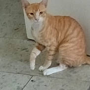 Misurucat joined the competition — help win amazing prizes! cat, orange_tabby, white_paws, sitting, tile_floor, indoor, wall, pet, animal, curious, feline, whiskers, ears, paw, floor_tile, domestic_cat, looking, side_view, blurred, watermark