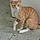 Misurucat