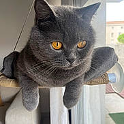 Silver a rejoint le concours — aidez-le/la à gagner de superbes lots ! amber_eyes, animal, cat, close_up, curtains, cute, domestic_cat, feline, fur, gray_cat, home, indoor, mammal, natural_light, perch, pet, relaxed, resting, whiskers, window