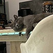 Silver a rejoint le concours — aidez-le/la à gagner de superbes lots ! cat, gray_cat, table, chair, kitchen, indoor, furniture, wood, relaxed, pet, animal, curious, wide_eyes, paw, home, cozy, domestic, appliance, countertop, sitting