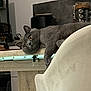 cat, gray_cat, table, chair, kitchen, indoor, furniture, wood, relaxed, pet, animal, curious, wide_eyes, paw, home, cozy, domestic, appliance, countertop, sitting