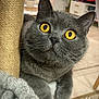 Silver a rejoint le concours — aidez-le/la à gagner de superbes lots ! cat, gray_cat, yellow_eyes, scratching_post, indoor, pet, feline, whiskers, fur, close_up, curious, cozy, home, carpet, furniture, paw, animal, cute, looking_up, domestic_cat