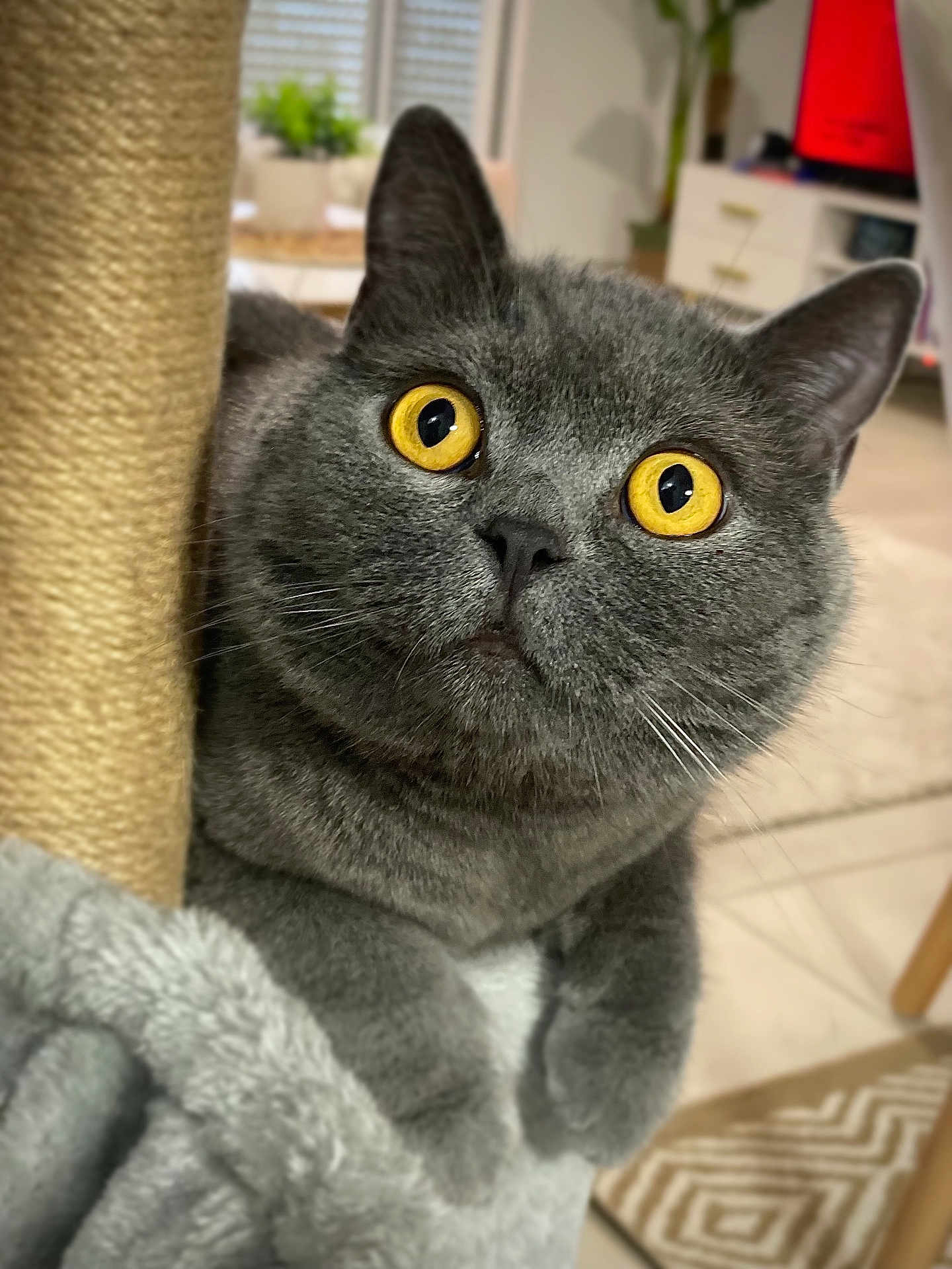 Silver a rejoint le concours — aidez-le/la à gagner de superbes lots ! cat, gray_cat, yellow_eyes, scratching_post, indoor, pet, feline, whiskers, fur, close_up, curious, cozy, home, carpet, furniture, paw, animal, cute, looking_up, domestic_cat