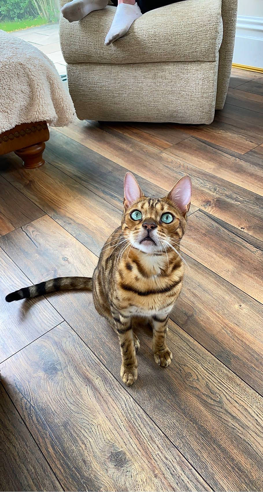 Carter is registered to the contest to win money with this photo: carnivore, cat, comfort, domestic_short_haired_cat, fawn, felidae, floor, flooring, fur, grey, hardwood, plank, small_to_medium_sized_cats, snout, tail, terrestrial_animal, whiskers, wood, wood_flooring, wood_stain