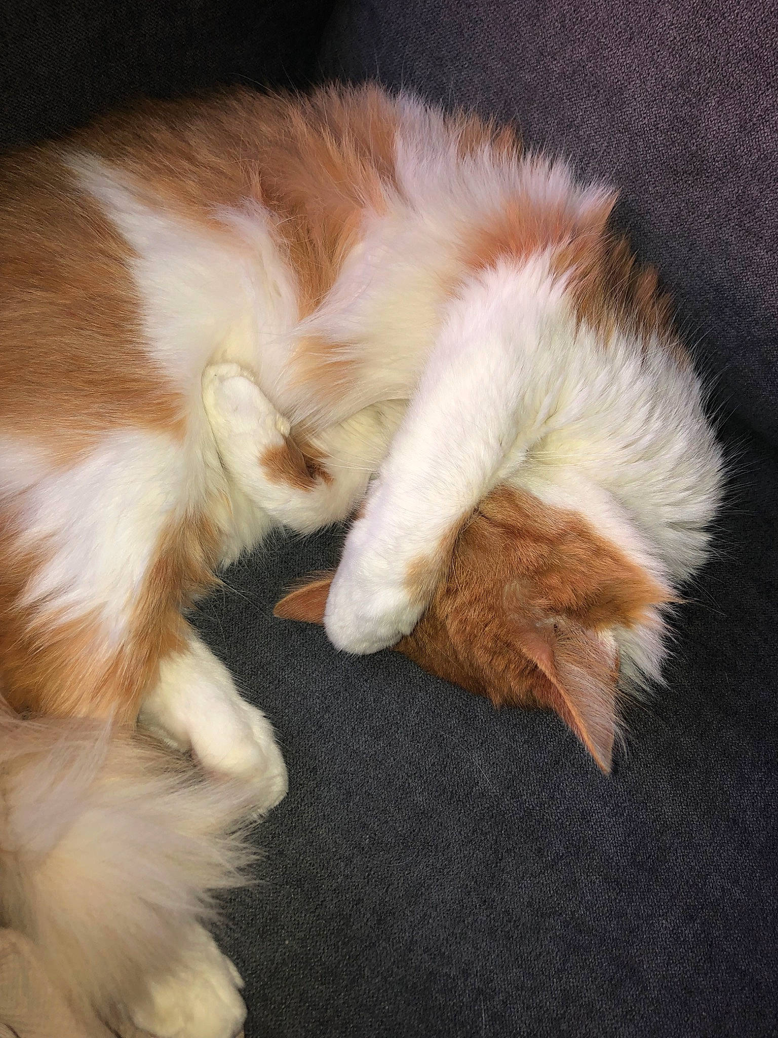 Crevette a rejoint le concours — aidez-le/la à gagner de superbes lots ! carnivore, cat, claw, domestic_long_haired_cat, ear, fawn, felidae, fur, kitten, norwegian_forest_cat, paw, persian, polydactyl_cat, ragamuffin, small_to_medium_sized_cats, tail, whiskers