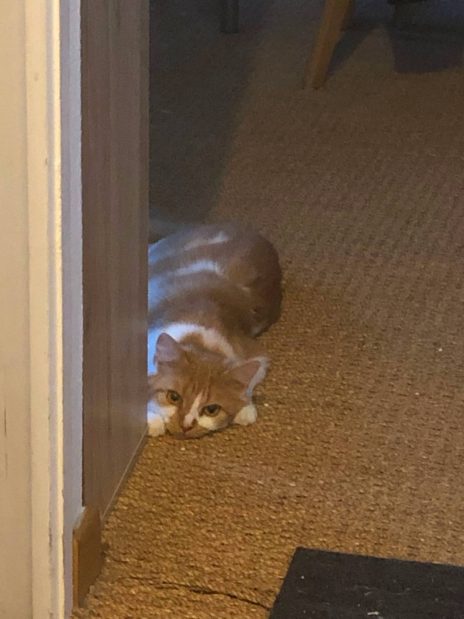 Crevette participe au concours pour gagner de l'argent avec cette photo : canidae, carnivore, cat, dog_breed, fawn, felidae, floor, flooring, hardwood, kitten, small_to_medium_sized_cats, sporting_group, tail, wood