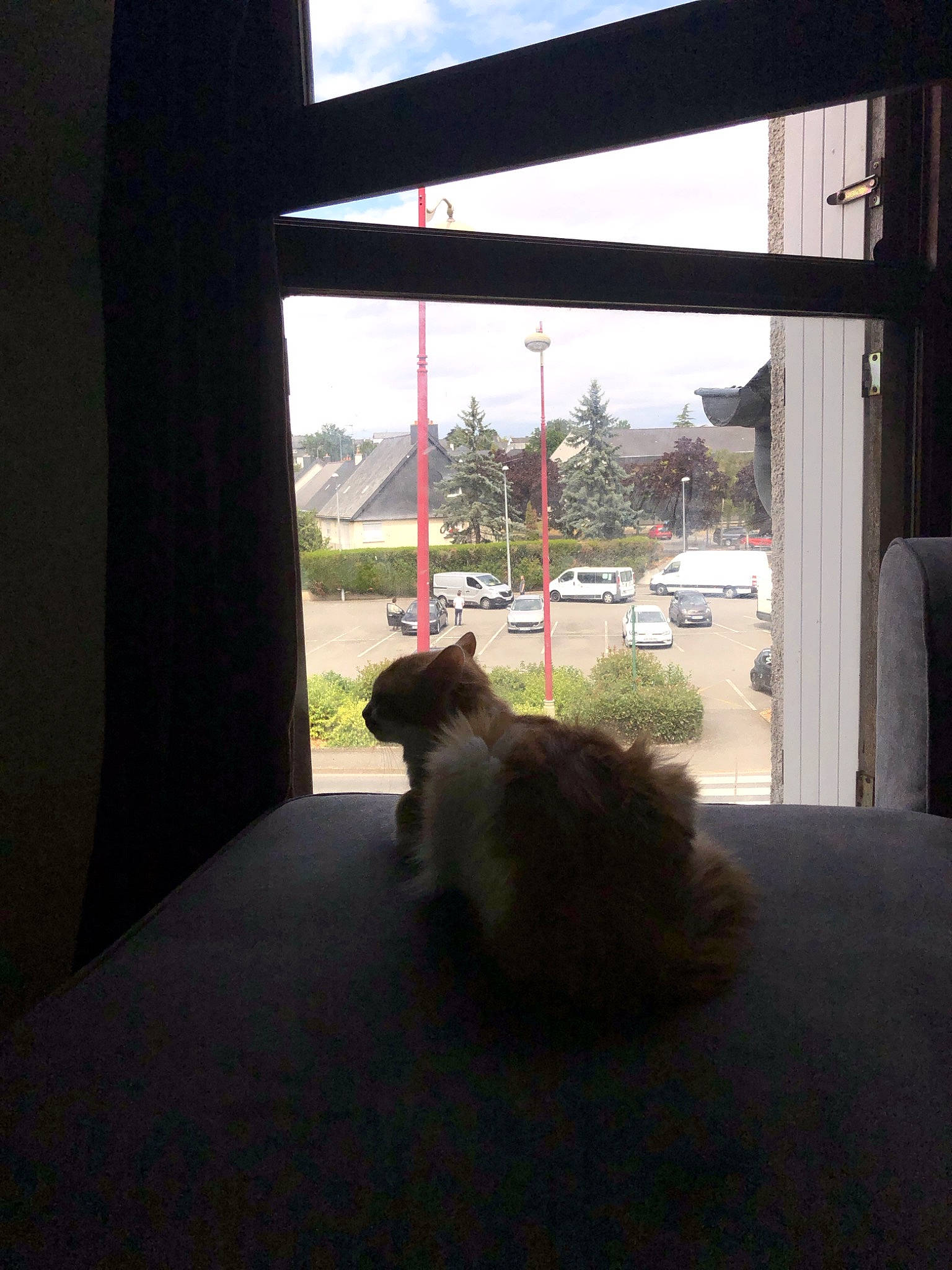 Crevette a rejoint le concours — aidez-le/la à gagner de superbes lots ! cat, felidae, floor, home, house, room, small_to_medium_sized_cats, whiskers, window