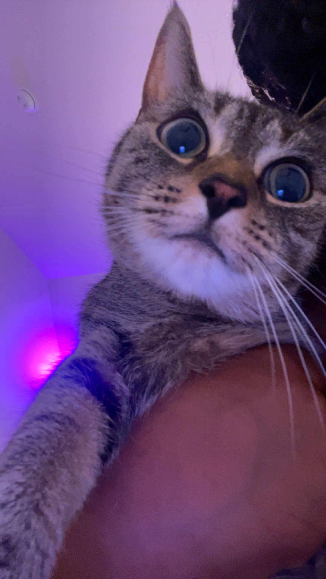 Charli