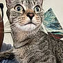 Charli joined the competition — help win amazing prizes! cat, tabby_cat, close_up, indoor, animal, pet, fur, whiskers, ears, eyes, portrait, curious, feline, mammal, domestic_animal, person_partial, clothing, blue_hoodie, wall_art, abstract_painting