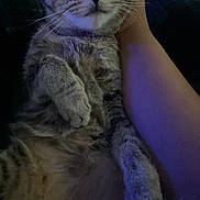 Charli is registered to the contest to win money with this photo: cat, tabby, pet, animal, feline, fur, whiskers, paw, relaxed, hand, human, indoor, dim_light, close_up, cozy, comfort, looking, resting, soft, cute