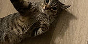 Charli is registered to the contest to win money with this photo: cat, tabby, pet, animal, floor, wooden_floor, playful, curious, whiskers, paw, indoor, feline, mammal, cute, domestic_animal, relaxed, laying_down, brown, striped, looking