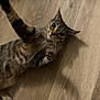 cat, tabby, pet, animal, floor, wooden_floor, playful, curious, whiskers, paw, indoor, feline, mammal, cute, domestic_animal, relaxed, laying_down, brown, striped, looking
