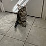 Charli is registered to the contest to win money with this photo: cat, tabby, pet, animal, indoor, floor, tile, door, shadow, sunlight, striped, sitting, quiet, calm, domestic, whiskers, ears, tail, gray, fur