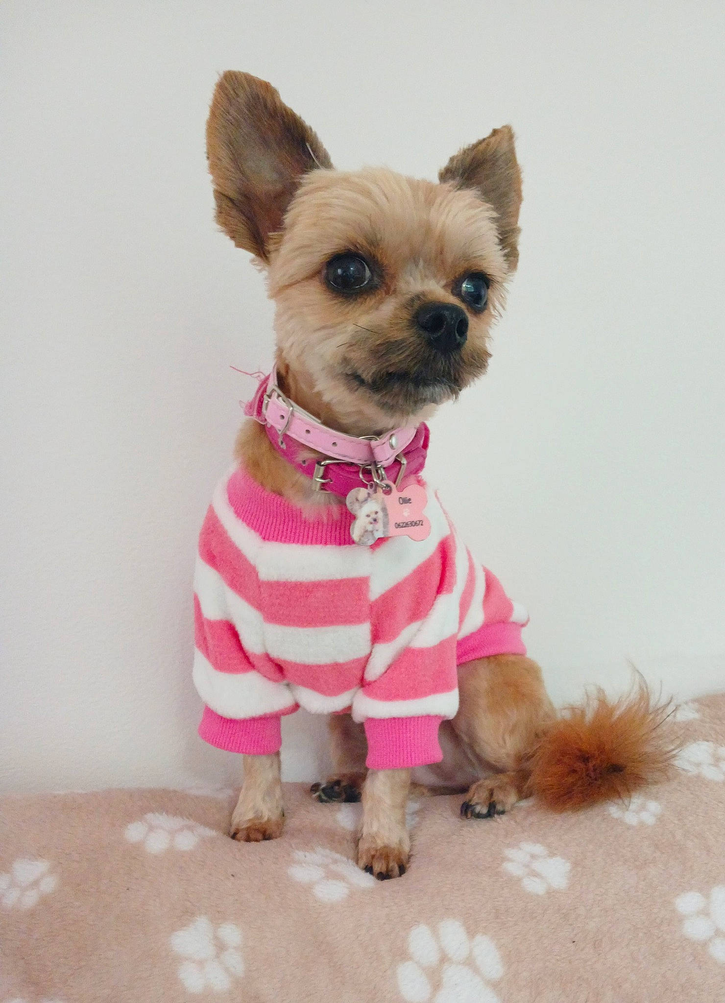 Ollie a rejoint le concours — aidez-le/la à gagner de superbes lots ! canidae, carnivore, chihuahua, companion_dog, dog, dog_breed, dog_clothes, dog_supply, fashion_accessory, fawn, fur, liver, outerwear, pet_supply, pink, snout, sporting_group, terrestrial_animal, toy_dog, working_animal