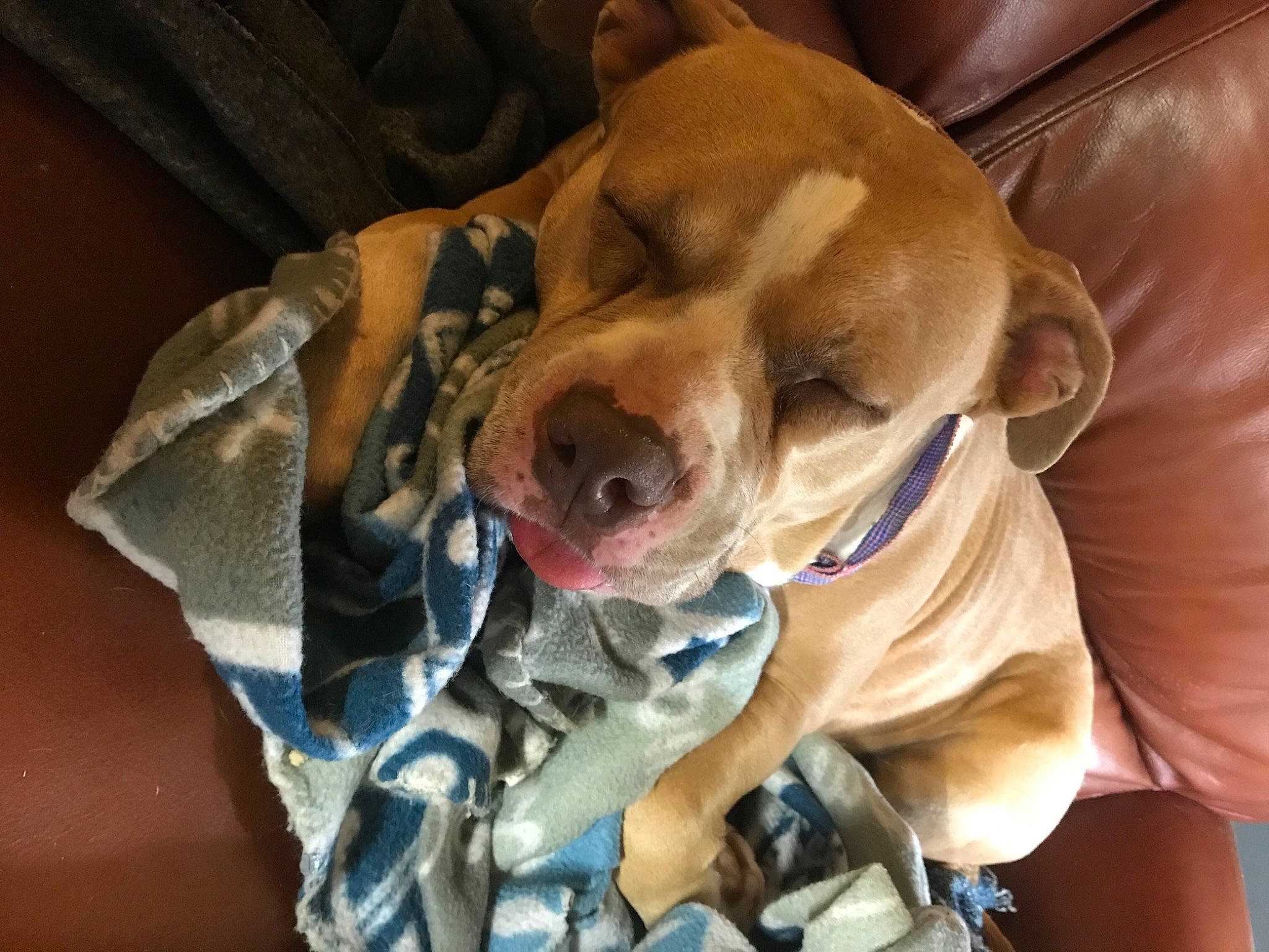 Abaddon joined the competition — help win amazing prizes! canidae, carnivore, collar, companion_dog, dog, dog_breed, dog_collar, dog_supply, fawn, fur, hound, jaw, leash, retriever, selfie, snout, sporting_group, weimaraner, whiskers, working_animal