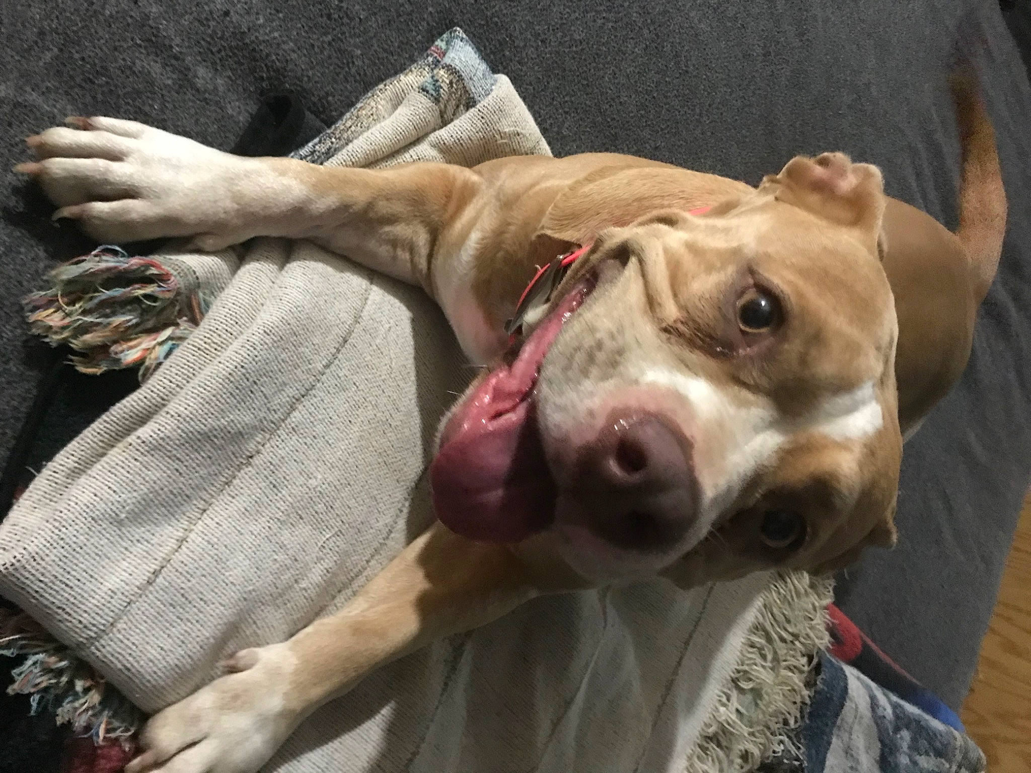 Abaddon is registered to the contest to win money with this photo: canidae, carnivore, comfort, companion_dog, dog, dog_breed, dog_supply, ear, fawn, flesh, gesture, hunting_dog, jaw, liver, non_sporting_group, snout, sporting_group, whiskers, working_animal, wrinkle