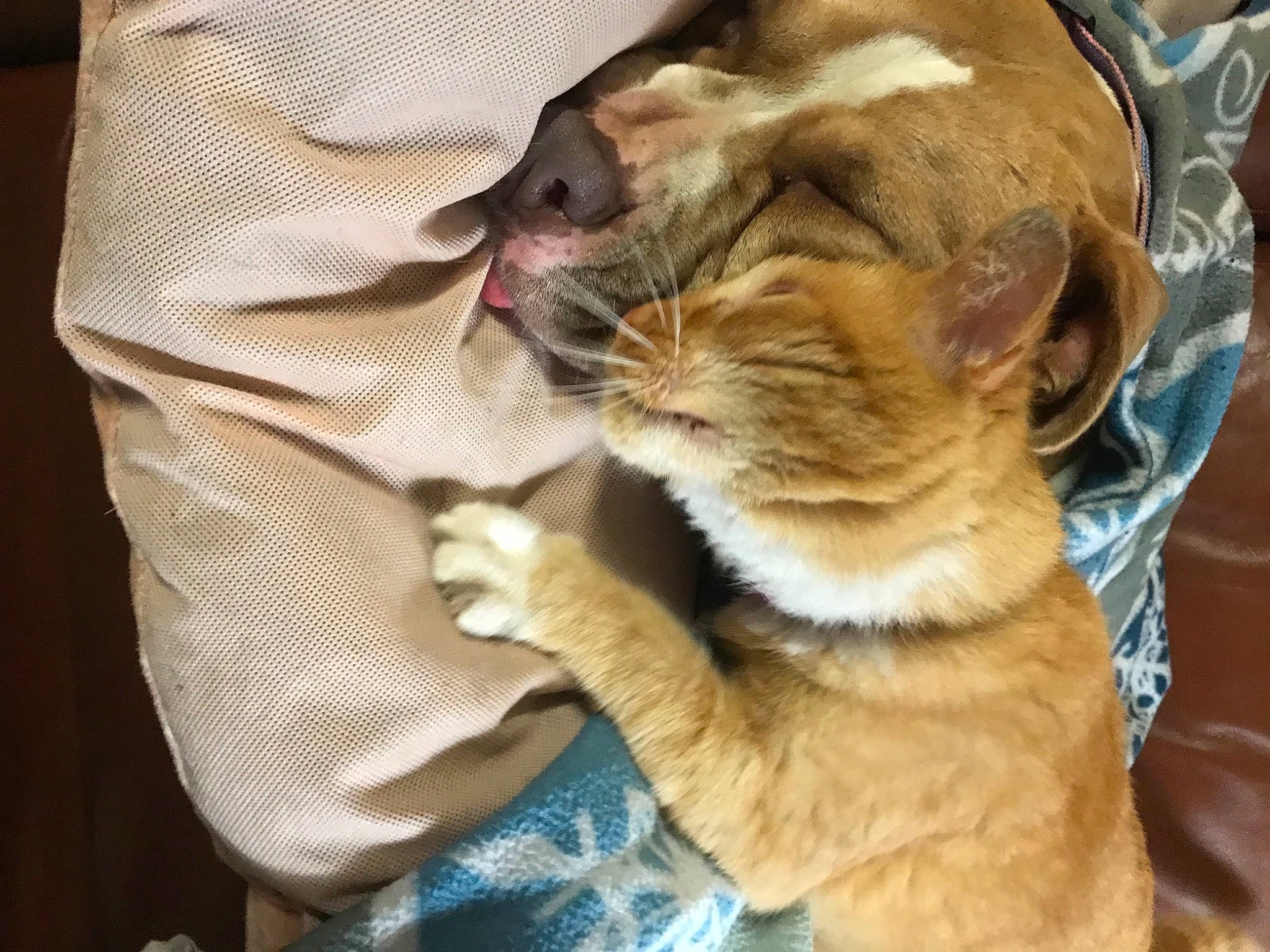 Abaddon joined the competition — help win amazing prizes! canidae, carnivore, claw, comfort, companion_dog, dog, dog_breed, ear, fawn, felidae, fur, mammal, paw, puppy_love, small_to_medium_sized_cats, snout, sporting_group, vertebrate, whiskers, wrinkle