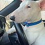 dog, bull_terrier, white_dog, blue_collar, steering_wheel, car_interior, dashboard, window, sunlight, paw, seat, keys, calm, pet, animal, close_up, side_view, indoor, vehicle, companion