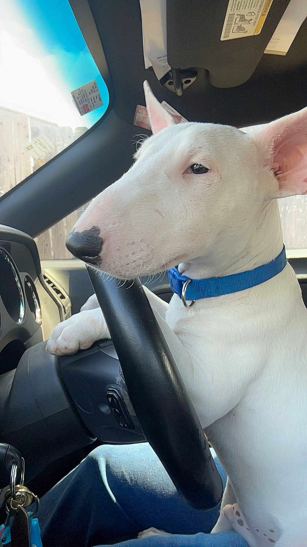 Kilo joined the competition — help win amazing prizes! dog, bull_terrier, white_dog, blue_collar, steering_wheel, car_interior, dashboard, window, sunlight, paw, seat, keys, calm, pet, animal, close_up, side_view, indoor, vehicle, companion