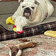 Archie is registered to the contest to win money with this photo: animal_figure, brown, bulldog, carpet, cozy, dog, dog_bed, floor, home, indoor, pet, plush_toy, portrait, relaxed, resting, statue, stuffed_animal, toy_chicken, toy_fox, white
